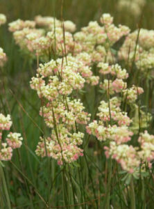 Cover Cropping Your Garden Image